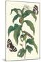 Ginger Plant with a Giant Sugar Cane Borer-Maria Sibylla Merian-Mounted Art Print