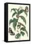 Ginger Plant with a Giant Sugar Cane Borer-Maria Sibylla Merian-Framed Stretched Canvas