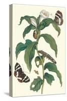 Ginger Plant with a Giant Sugar Cane Borer-Maria Sibylla Merian-Stretched Canvas