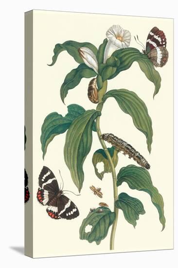 Ginger Plant with a Giant Sugar Cane Borer-Maria Sibylla Merian-Stretched Canvas