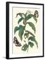 Ginger Plant with a Giant Sugar Cane Borer-Maria Sibylla Merian-Framed Art Print