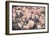 Ginger Poppies-Mindy Sommers-Framed Giclee Print