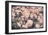 Ginger Poppies-Mindy Sommers-Framed Giclee Print