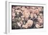 Ginger Poppies-Mindy Sommers-Framed Giclee Print