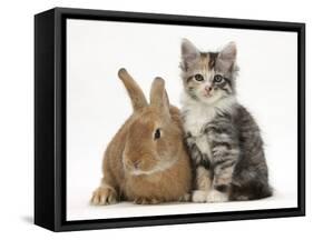 Ginger Rabbit and Maine Coon-Cross Kitten, 7 Weeks-Mark Taylor-Framed Stretched Canvas