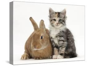 Ginger Rabbit and Maine Coon-Cross Kitten, 7 Weeks-Mark Taylor-Stretched Canvas
