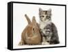 Ginger Rabbit and Maine Coon-Cross Kitten, 7 Weeks-Mark Taylor-Framed Stretched Canvas