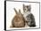 Ginger Rabbit and Maine Coon-Cross Kitten, 7 Weeks-Mark Taylor-Framed Stretched Canvas