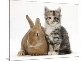 Ginger Rabbit and Maine Coon-Cross Kitten, 7 Weeks-Mark Taylor-Stretched Canvas