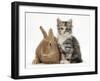 Ginger Rabbit and Maine Coon-Cross Kitten, 7 Weeks-Mark Taylor-Framed Photographic Print