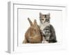 Ginger Rabbit and Maine Coon-Cross Kitten, 7 Weeks-Mark Taylor-Framed Photographic Print