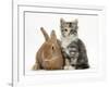 Ginger Rabbit and Maine Coon-Cross Kitten, 7 Weeks-Mark Taylor-Framed Photographic Print