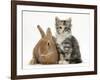 Ginger Rabbit and Maine Coon-Cross Kitten, 7 Weeks-Mark Taylor-Framed Photographic Print