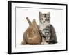 Ginger Rabbit and Maine Coon-Cross Kitten, 7 Weeks-Mark Taylor-Framed Photographic Print