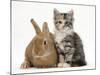 Ginger Rabbit and Maine Coon-Cross Kitten, 7 Weeks-Mark Taylor-Mounted Photographic Print