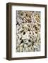 Ginger Root at Tai Po Market in Hong Kong-Guido Cozzi-Framed Photographic Print