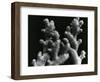 Ginger Root, c. 1985-Brett Weston-Framed Photographic Print