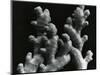 Ginger Root, c. 1985-Brett Weston-Mounted Photographic Print