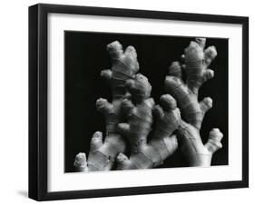 Ginger Root, c. 1985-Brett Weston-Framed Premium Photographic Print