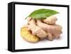 Ginger Root in Closeup-dionisvera-Framed Stretched Canvas