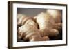 Ginger Root-Veronique Leplat-Framed Photographic Print