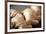 Ginger Root-Veronique Leplat-Framed Photographic Print