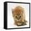 Ginger Tabby Kitten Looking at Common European Toad (Bufo Bufo)-Mark Taylor-Framed Stretched Canvas
