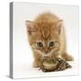 Ginger Tabby Kitten Looking at Common European Toad (Bufo Bufo)-Mark Taylor-Stretched Canvas
