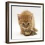 Ginger Tabby Kitten Looking at Common European Toad (Bufo Bufo)-Mark Taylor-Framed Photographic Print