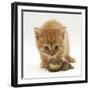 Ginger Tabby Kitten Looking at Common European Toad (Bufo Bufo)-Mark Taylor-Framed Photographic Print