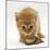 Ginger Tabby Kitten Looking at Common European Toad (Bufo Bufo)-Mark Taylor-Mounted Photographic Print