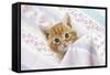 Ginger Tabby Kitten-null-Framed Stretched Canvas