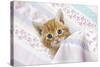 Ginger Tabby Kitten-null-Stretched Canvas