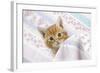 Ginger Tabby Kitten-null-Framed Photographic Print