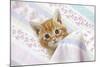 Ginger Tabby Kitten-null-Mounted Photographic Print