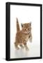 Essential Black