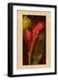 Ginger-John Seba-Framed Art Print