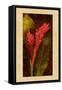 Ginger-John Seba-Framed Stretched Canvas