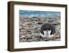 Gingerbread Man-Sergey Kokinskiy-Framed Photographic Print