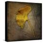 Gingko 1-John W Golden-Stretched Canvas