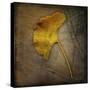 Gingko 1-John W Golden-Stretched Canvas