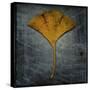 Gingko 2-John W Golden-Stretched Canvas