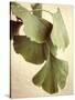 Gingko Color-Debra Van Swearingen-Stretched Canvas