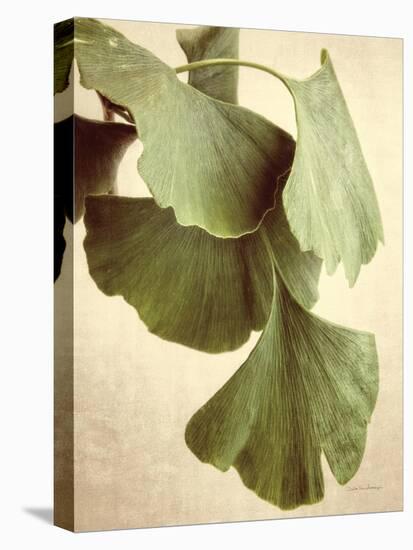 Gingko Color-Debra Van Swearingen-Stretched Canvas