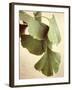 Gingko Color-Debra Van Swearingen-Framed Art Print