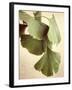 Gingko Color-Debra Van Swearingen-Framed Art Print