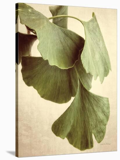 Gingko Color-Debra Van Swearingen-Stretched Canvas