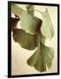 Gingko Color-Debra Van Swearingen-Framed Art Print