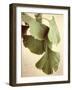 Gingko Color-Debra Van Swearingen-Framed Art Print