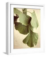 Gingko Color-Debra Van Swearingen-Framed Art Print